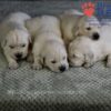 Image of Gunner ❤️ Daisy - April 24, a Golden Retriever puppy
