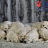 Image of Gunner ❤️ Daisy - April 24, a Golden Retriever puppy