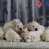 Image of Gunner ❤️ Daisy - April 24, a Golden Retriever puppy