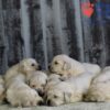 Image of Gunner ❤️ Daisy - April 24, a Golden Retriever puppy