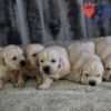 Image of Gunner ❤️ Daisy - April 24, a Golden Retriever puppy