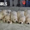 Image of Gunner ❤️ Daisy - April 24, a Golden Retriever puppy