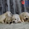 Image of Gunner ❤️ Daisy - April 24, a Golden Retriever puppy