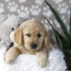 Image of Darla, a Golden Retriever puppy