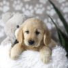 Image of Darla, a Golden Retriever puppy