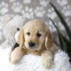 Image of Darla, a Golden Retriever puppy