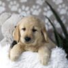 Image of Darla, a Golden Retriever puppy