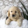 Image of Darla, a Golden Retriever puppy