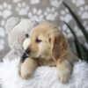 Image of Darla, a Golden Retriever puppy