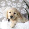 Image of Darla, a Golden Retriever puppy