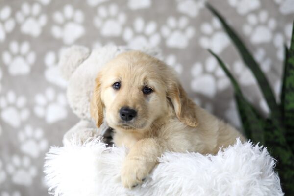 Image of Darla, a Golden Retriever puppy