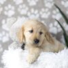 Image of Darla, a Golden Retriever puppy