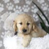Image of Darla, a Golden Retriever puppy