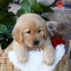 Image of Dew, a Golden Retriever puppy