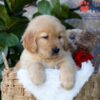 Image of Dew, a Golden Retriever puppy