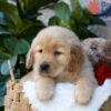 Image of Dew, a Golden Retriever puppy