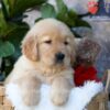 Image of Dew, a Golden Retriever puppy