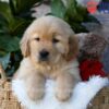 Image of Dew, a Golden Retriever puppy