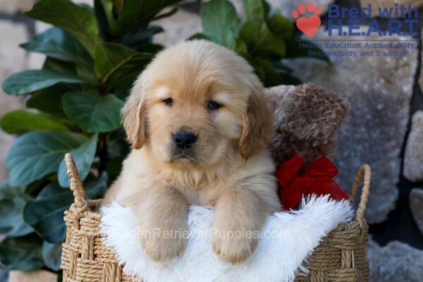Image of Dew, a Golden Retriever puppy