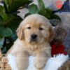 Image of Dew, a Golden Retriever puppy