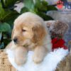 Image of Dew, a Golden Retriever puppy