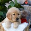 Image of Dew, a Golden Retriever puppy