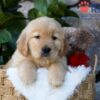 Image of Dew, a Golden Retriever puppy