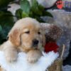 Image of Dew, a Golden Retriever puppy