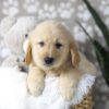 Image of Digger, a Golden Retriever puppy