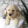 Image of Digger, a Golden Retriever puppy