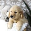 Image of Digger, a Golden Retriever puppy