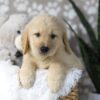 Image of Digger, a Golden Retriever puppy
