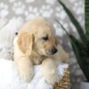 Image of Digger, a Golden Retriever puppy