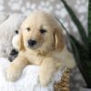 Image of Digger, a Golden Retriever puppy