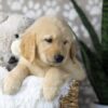 Image of Digger, a Golden Retriever puppy