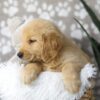 Image of Dirks, a Golden Retriever puppy