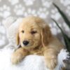 Image of Dirks, a Golden Retriever puppy