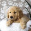 Image of Dirks, a Golden Retriever puppy