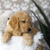 Image of Dirks, a Golden Retriever puppy