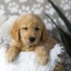 Image of Dirks, a Golden Retriever puppy