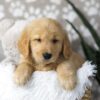 Image of Dirks, a Golden Retriever puppy