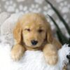 Image of Dirks, a Golden Retriever puppy