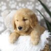 Image of Dirks, a Golden Retriever puppy