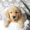 Image of Dirks, a Golden Retriever puppy