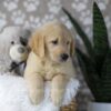 Image of Duke, a Golden Retriever puppy