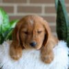 Image of Fender, a Golden Retriever puppy