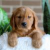 Image of Fender, a Golden Retriever puppy