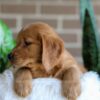 Image of Fender, a Golden Retriever puppy
