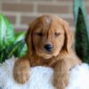 Image of Fender, a Golden Retriever puppy
