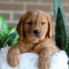 Image of Fender, a Golden Retriever puppy